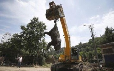 Bear from Tbilisi zoo found dead in Kur river