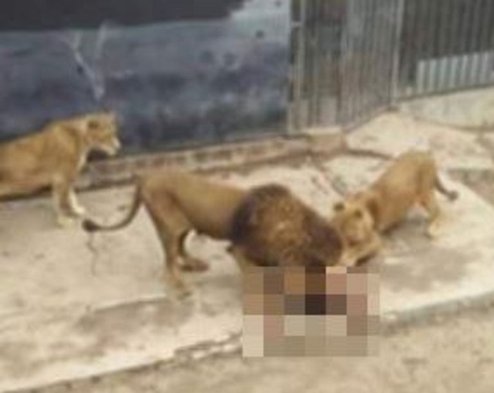Löwen verletzen nackten Eindringling schwer
