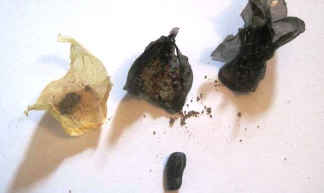 Bu dəfə toyuqdan heroin çıxdı