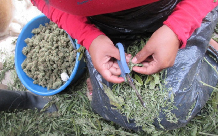 La siembra de la marihuana medicinal en Colombia
