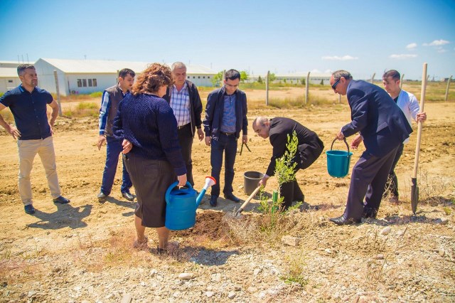  Bakı Limanı ağacəkmə aksiyası keçirib