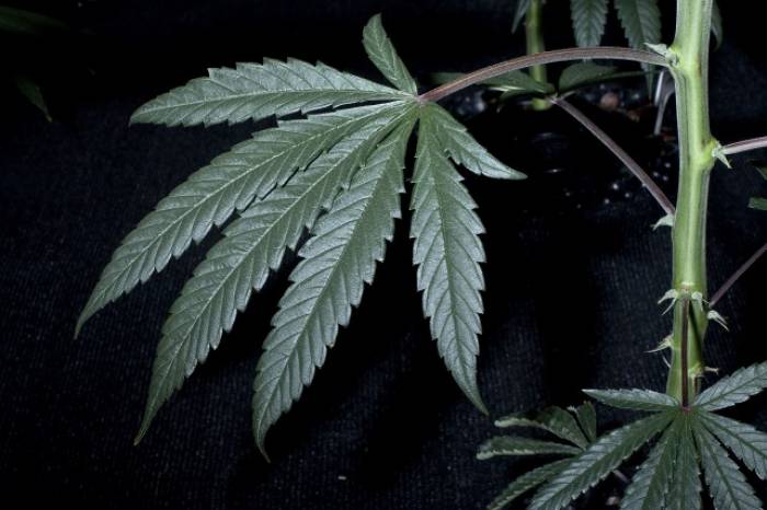 La légalisation du cannabis viole trois conventions de l'ONU