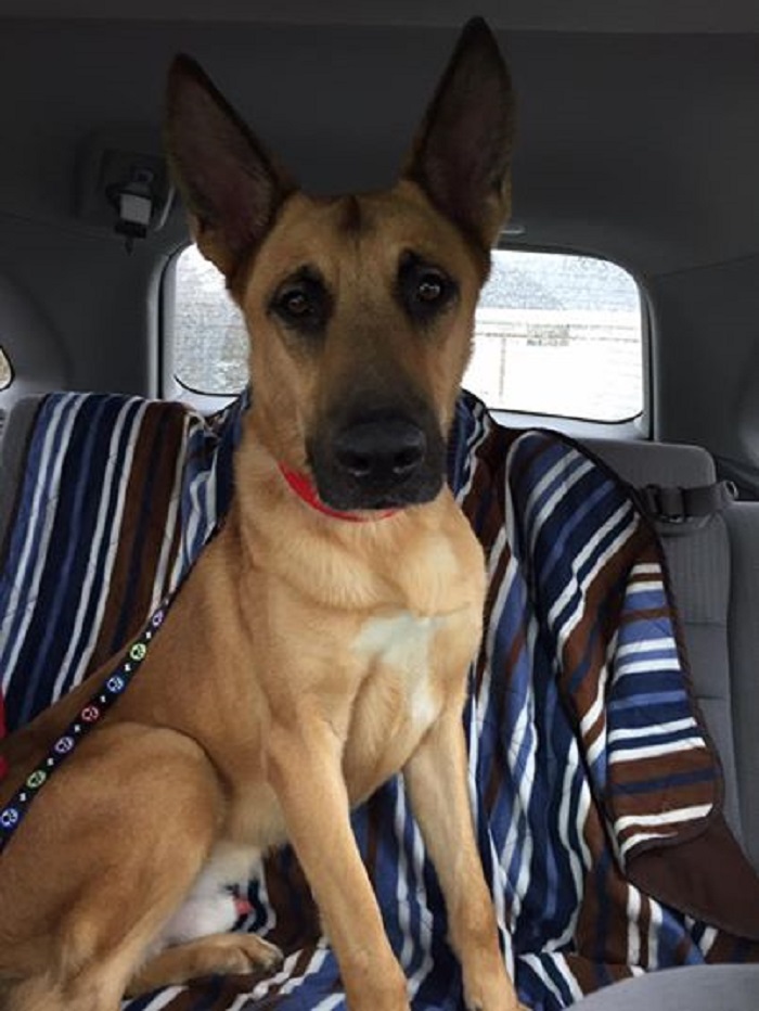 Nach Euthanasie-Strafe: Hund kehrt aus US-Todeszelle zu Herrchen zurück - VIDEO
