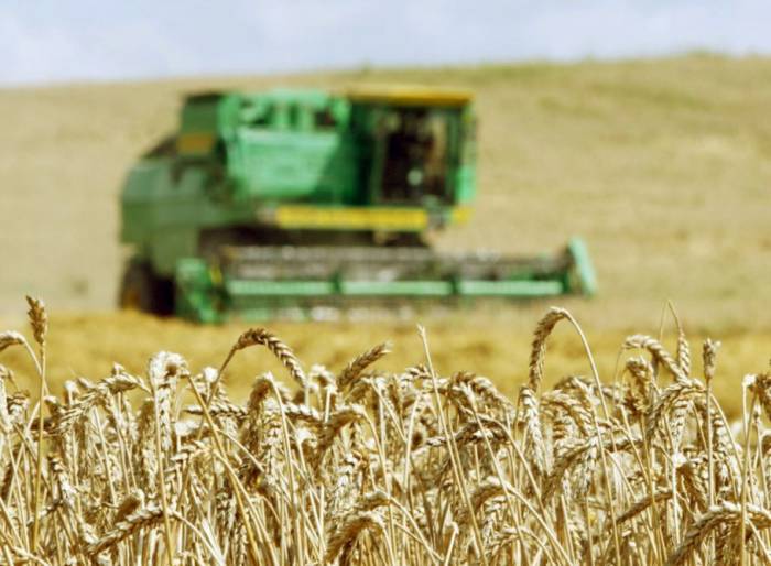 Bis jetzt aus Getreidefeldern ca.1 Million Tonnen Weizen geerntet