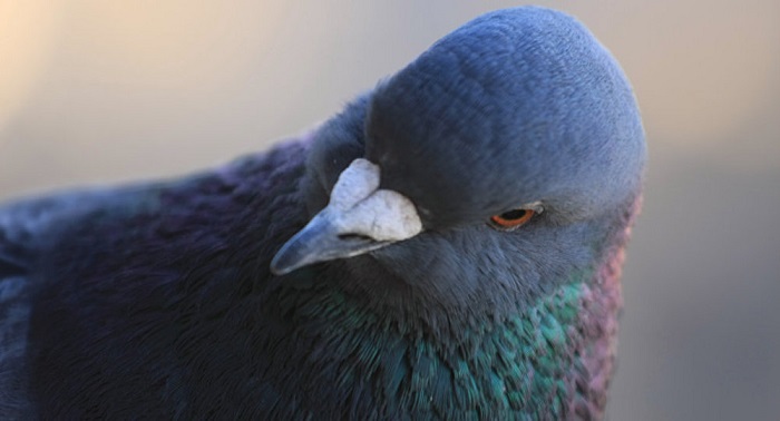 150 pigeons arrêtés pour espionnage