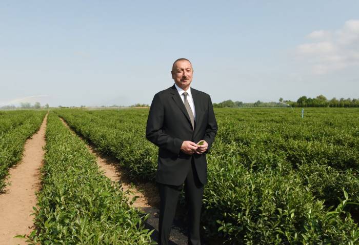 Le président Ilham Aliyev a visité la plantation «Yachyl Tchaï» à Lankaran - PHOTOS