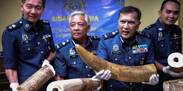 159 kg d`ivoire saisis dans des sacs dans un aéroport de Malaisie