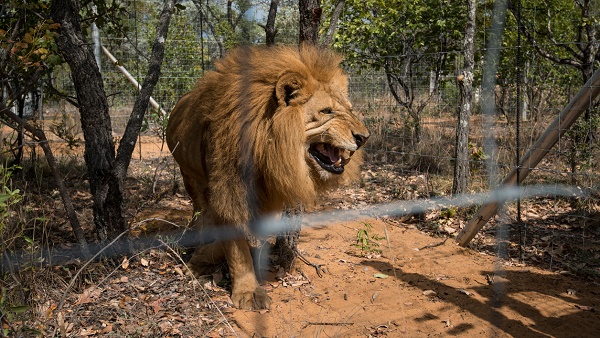 Un lion fonce sur un enfant dans un zoo mais s`écrase sur la vitre