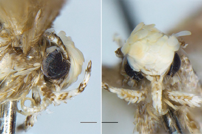 This moth was named after Donald Trump