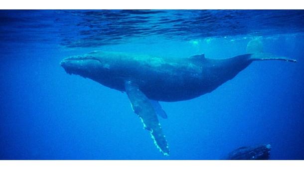 Panamá multará con hasta 10.000 dólares acercamiento a ballenas