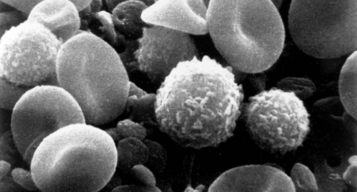 Células de la sangreCentral eléctrica humana: cómo funcionan las máquinas moleculares en células