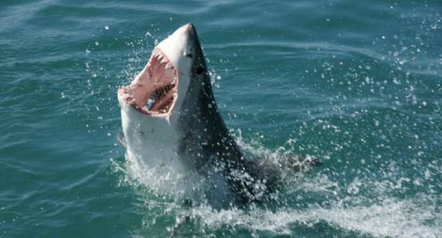 Desvelan el misterio de los tiburones con el cerebro devorado en California