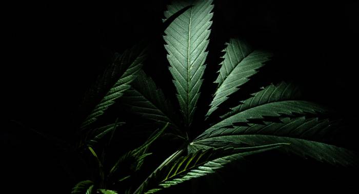 La Cámara de los Comunes de Canadá aprueba legalizar marihuana