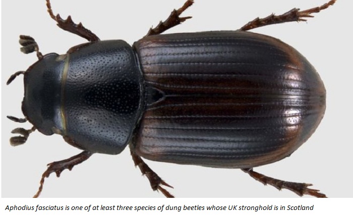 `Alarming trend` of decline among UK`s dung beetles