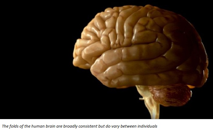 Frontal brain wrinkle linked to hallucinations