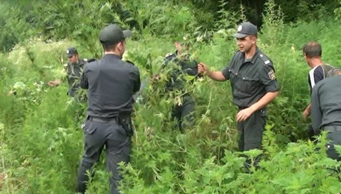 Narkotik vasitə becərən şəxslər saxlanılıb