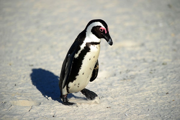 Afrique du Sud: ils kidnappent un manchot pour le relâcher dans l`océan