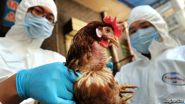 France reports three more bird flu cases in southwest