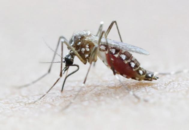 La Chine confirme son premier cas de virus Zika