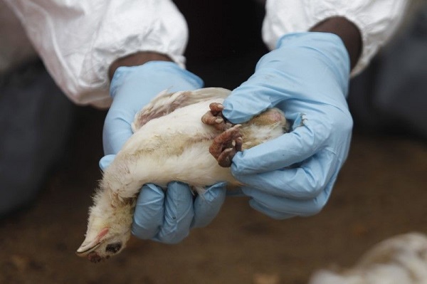 Grippe aviaire: niveau d`alerte maximum en Corée du Sud