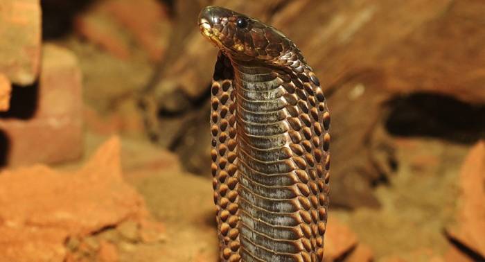 Un cobra géant provoque un embouteillage au Vietnam 