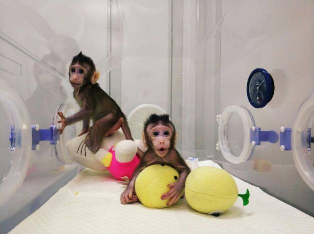 Naissance des premiers primates clonés avec la complexe technique de Dolly