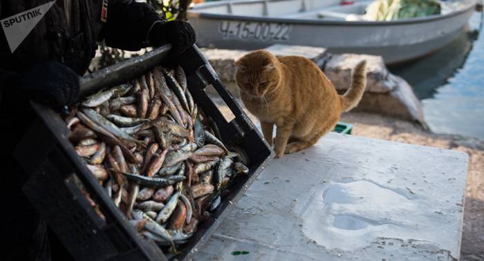 Oslo konnte keinen Ersatz für russischen Fischmarkt finden - Botschafter