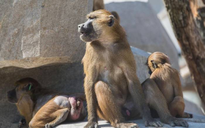 Paris : cinquante babouins échappés, le zoo de Vincennes évacué