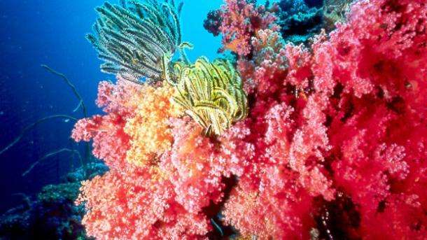 La santé des récifs coralliens menacée par les déchets plastiques