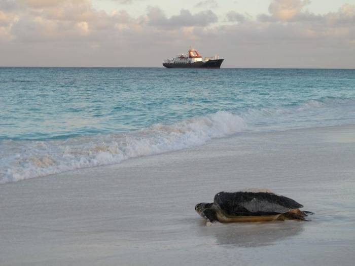 Le réchauffement climatique féminise la population de tortues