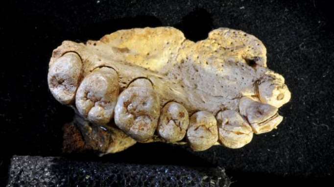 New Fossil found in Israel suggests much earlier human migration out Of Africa