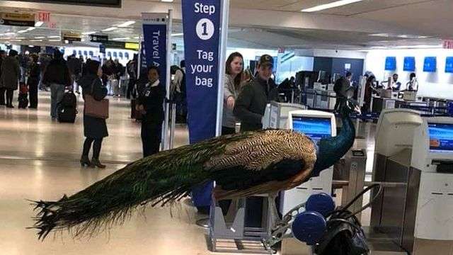 Woman denied emotional support peacock on United flight