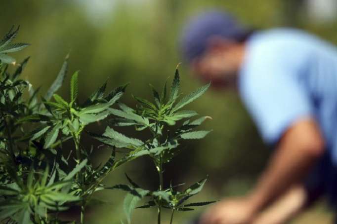 Californie: les permis pour cultiver du cannabis tardent à arriver