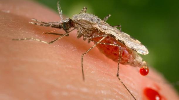 Declara emergencica sanitaria Perú por dengue en la región fronteriza con Ecuador