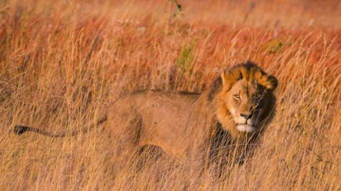 Löwen in Südafrika fressen mutmaßlichen Wilderer auf