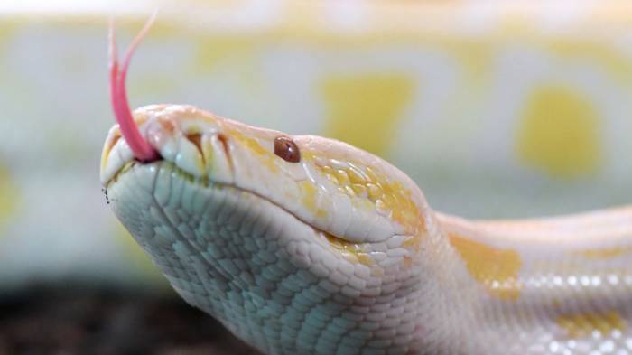 219 Schlangen in Wohnung in Buenos Aires entdeckt
