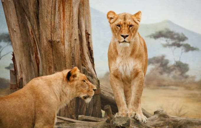 Afrique du Sud: une jeune femme tuée par un lion dans une réserve