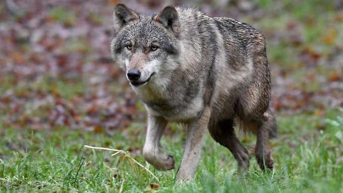 Wölfen sollen Grenzen gesetzt werden