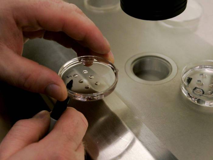 Breakthrough as scientists grow sheep embryos containing human cells