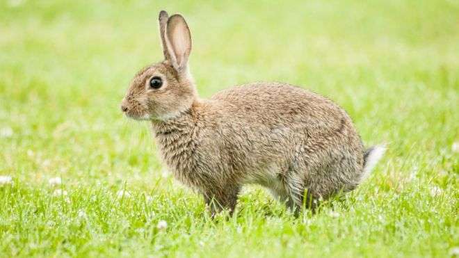 Why New Zealand is releasing a rabbit-killing virus