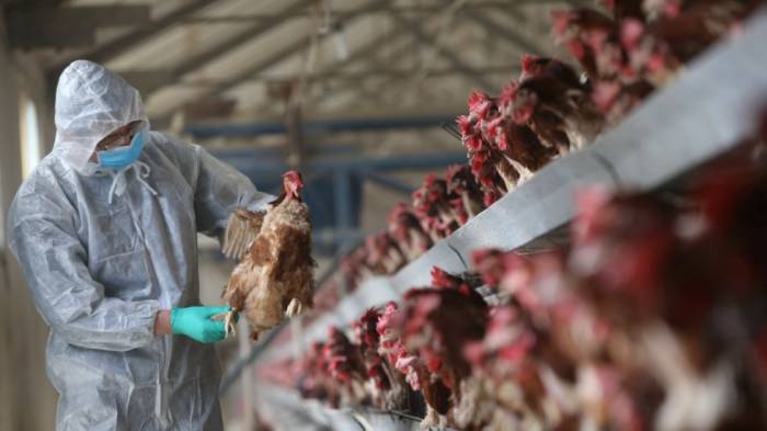 Chine: premier cas humain connu de grippe aviaire H7N4