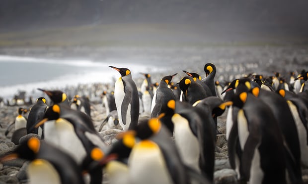 Penguin poop helps create, cultivate life in Antarctica, study claims