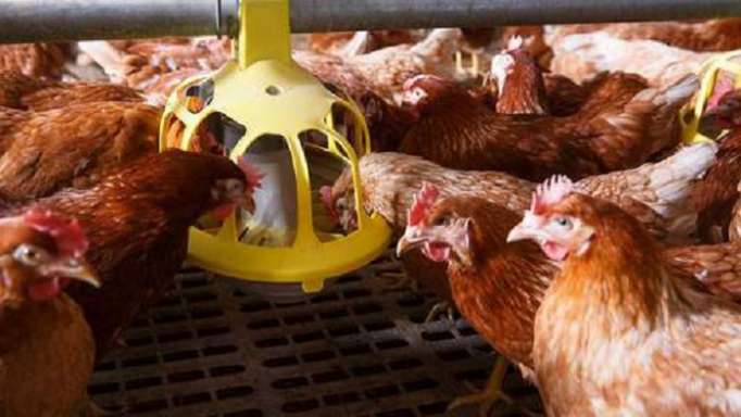Un foyer de grippe aviaire détecté aux Pays-Bas: 36.000 poules condamnées