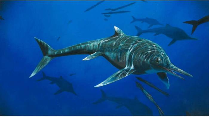 Rare 200 million-year-old ichthyosaur species discovered