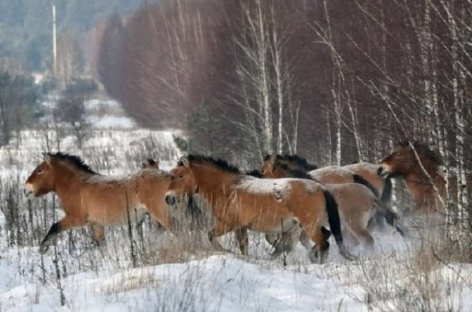 Les chevaux sauvages sur Terre n