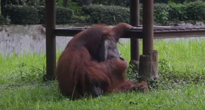 Video of orangutan smoking at zoo sparks outrage