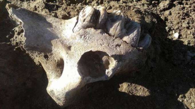 Descubren en Argentina más de 200 piezas fósiles de 10 mil años