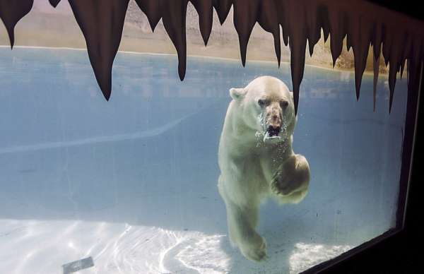 Mexique: Un zoo refuse de mettre au frais son ourse polaire