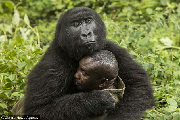 Huge gorilla cuddles up to a worried-looking national park ranger