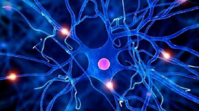 Dès 13 ans, le cerveau semble cesser de produire les neurones de la mémoire